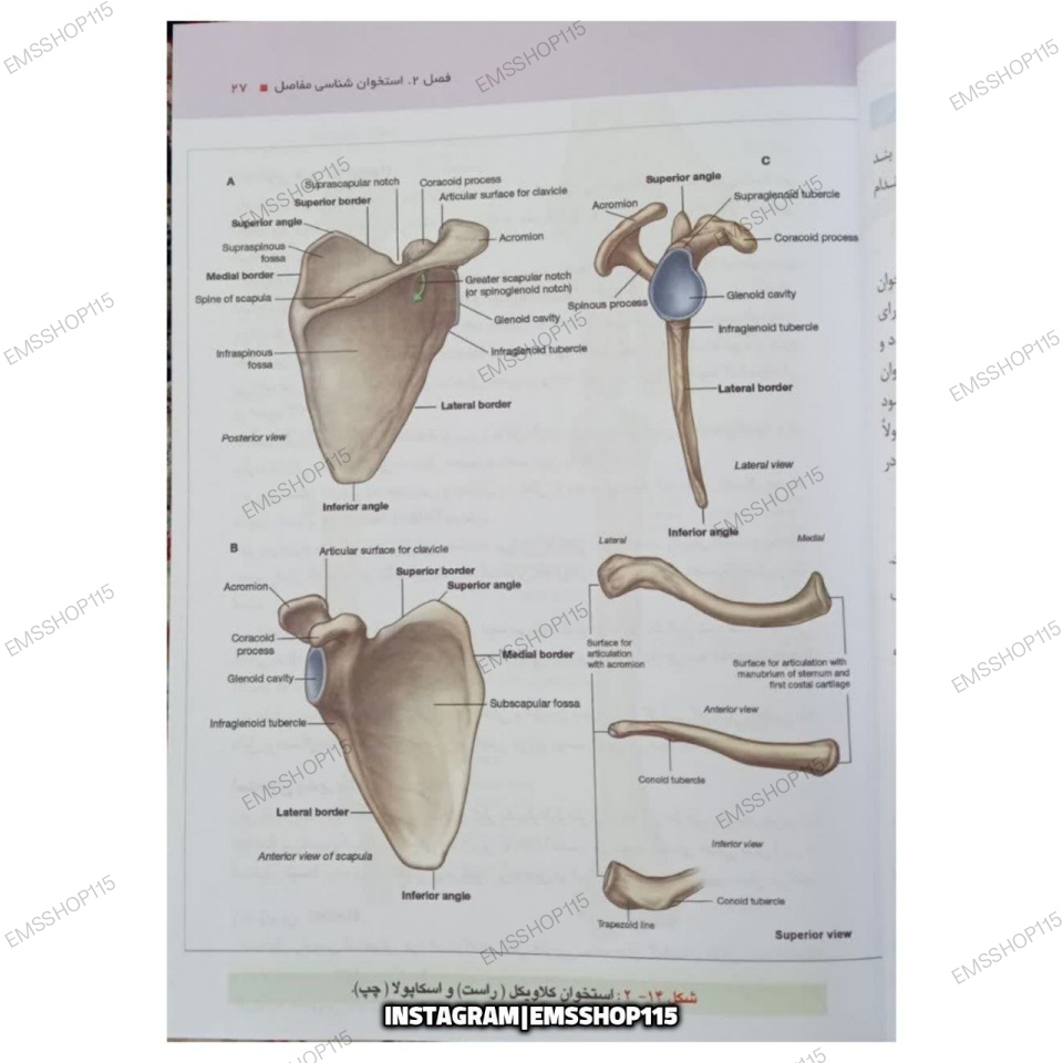کلیات آناتومی عمومی + آزمون